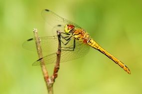 一只停在树枝上的蜻蜓图片